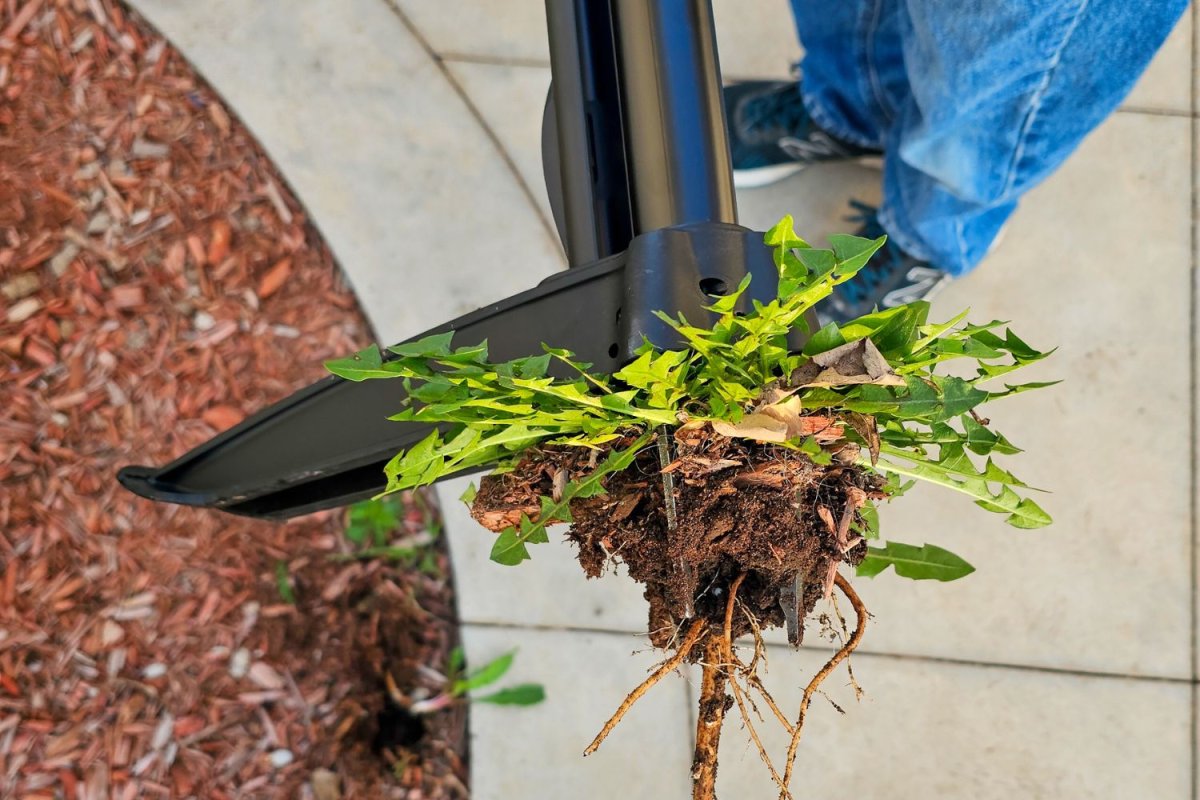 A person using the Fiskars Stand-Up Weed Puller to pull a dandelion during testing.