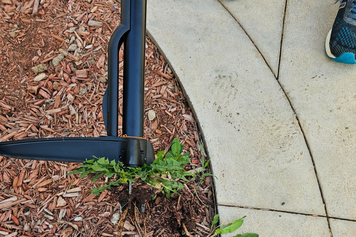 The Fiskars Stand-Up Weed Puller pulling up a dandelion during testing.