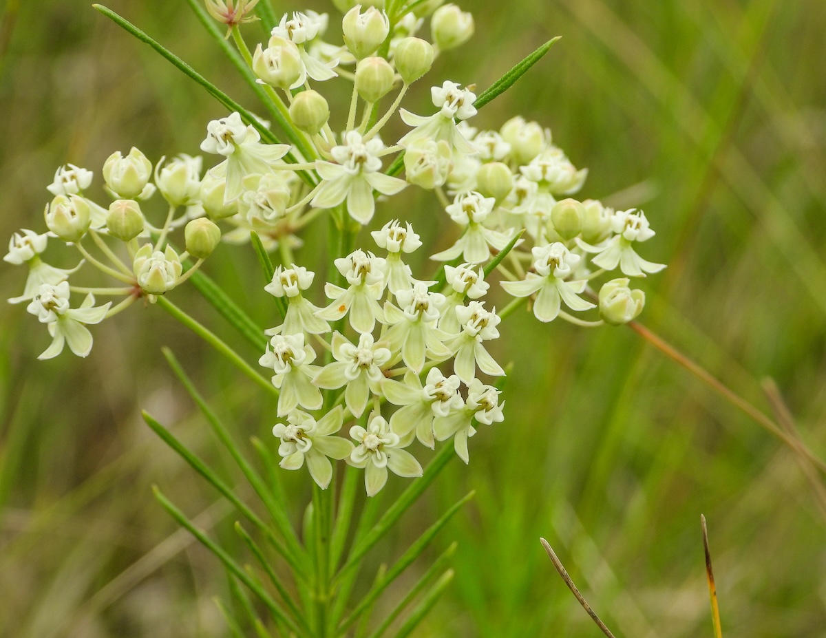 Whorled Milkweed (Asclepias verticillata)