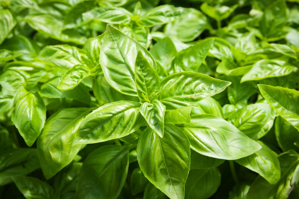 Fresh basil growing outdoors.