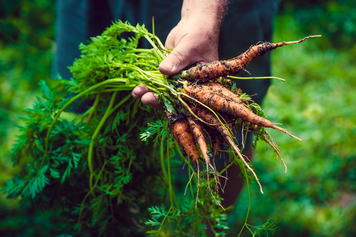 Hand holding fresh carrots from garden.