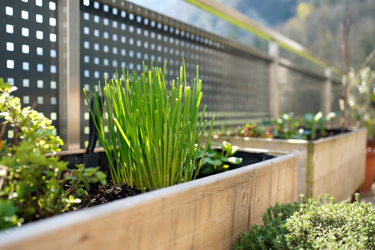 Chives growing in garden bed.