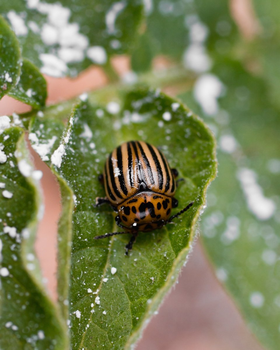 Beetle on leaf that has been sprinkled with diatomaceous earth.