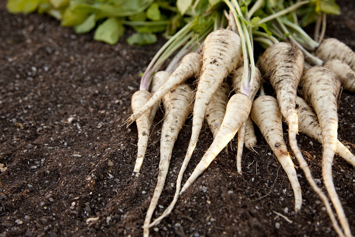 Freshly pulled bunch of parsnips.