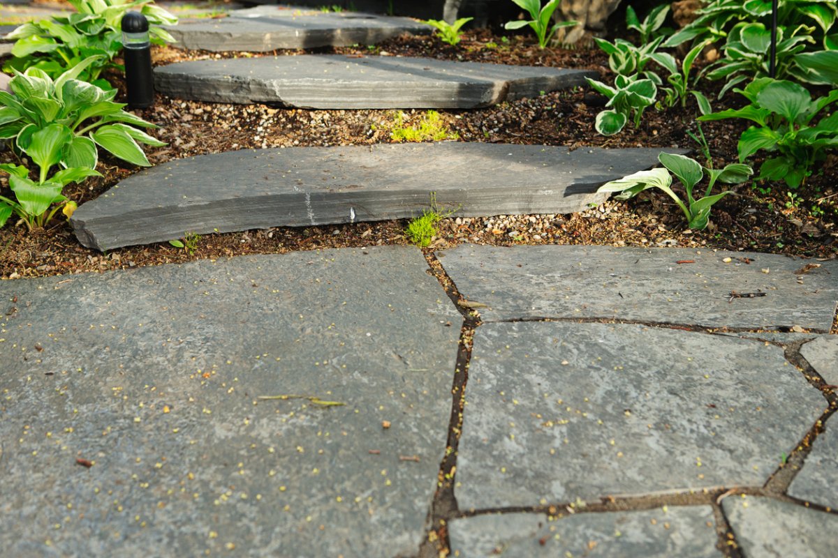 Row of hostas next to a path of heavy stepping stones.