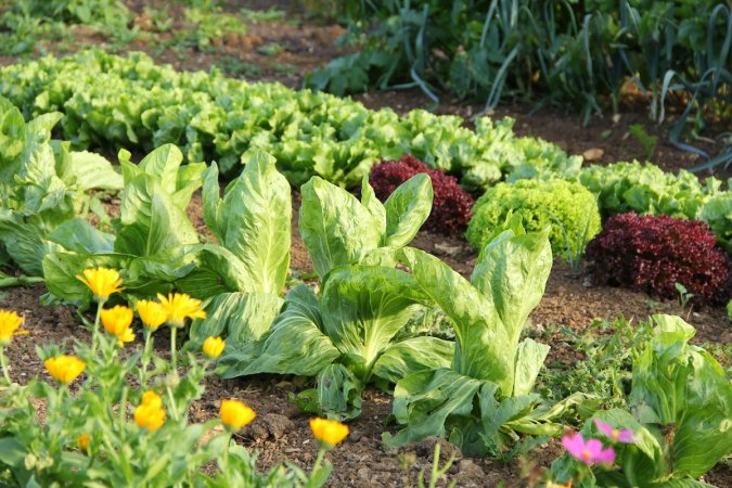 A weed-free vegetable garden in a suburban backyard.