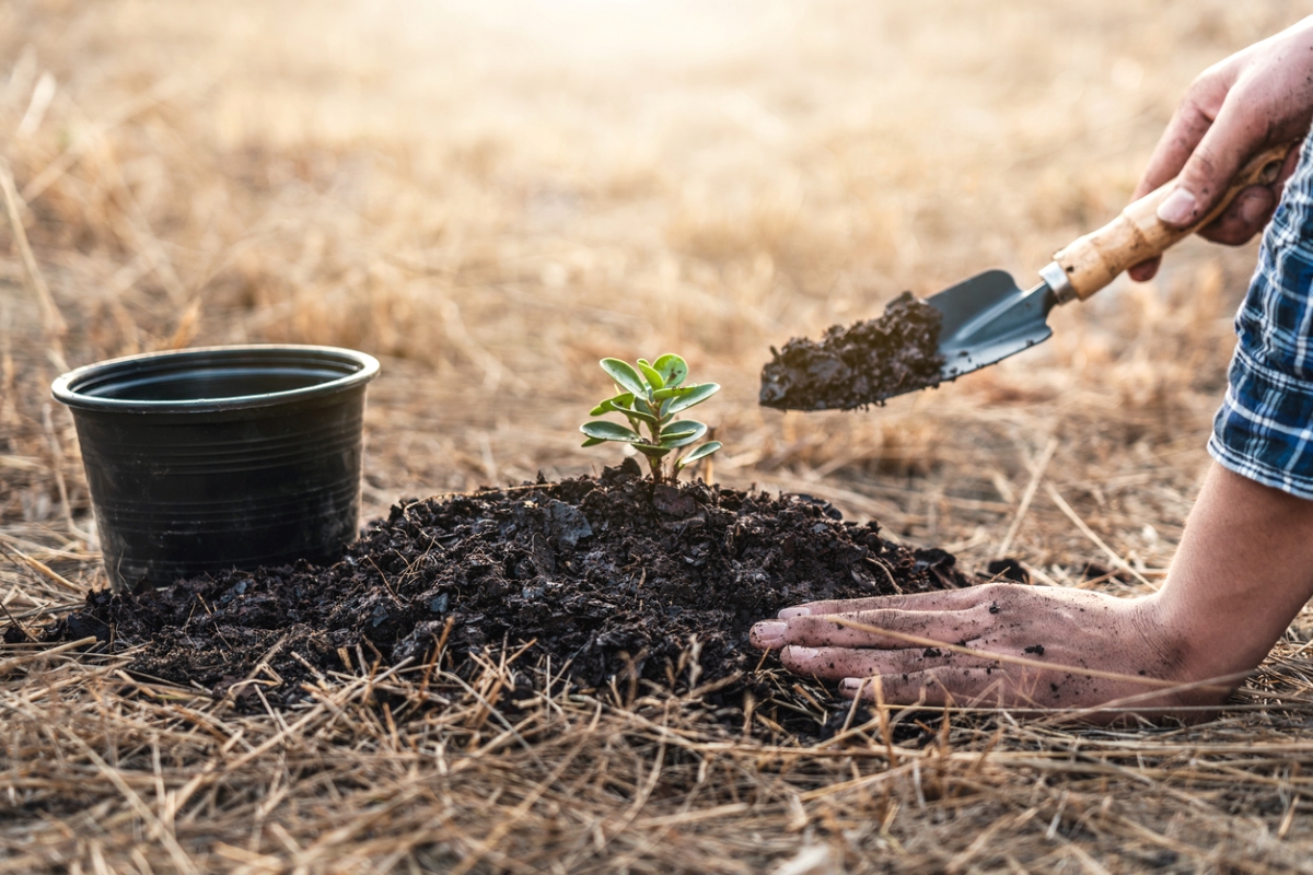 A person using a garden tool to add compost to a new garden plant.