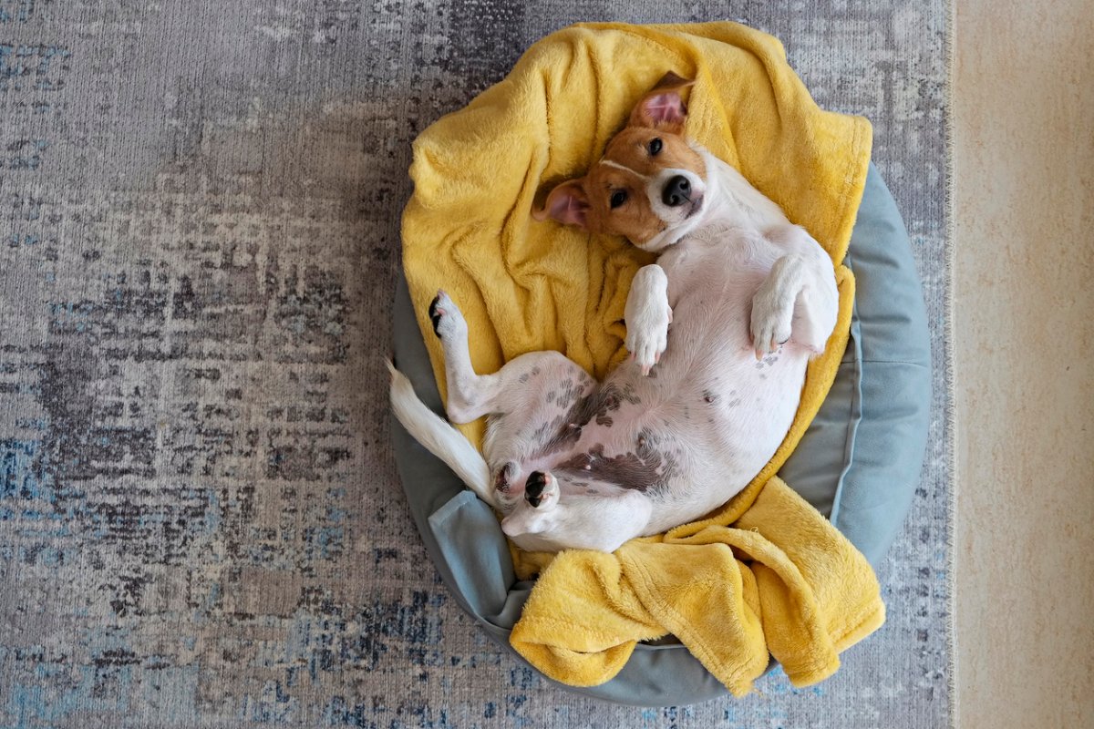 Jack Russell terrier puppy belly-up on a yellow blanket on top of a dog bed. 