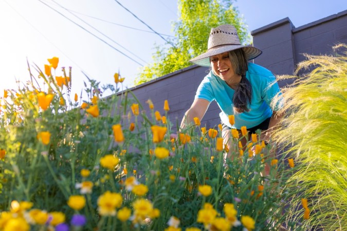 A woman gardening in her backyard xeriscape with native wildflowers.