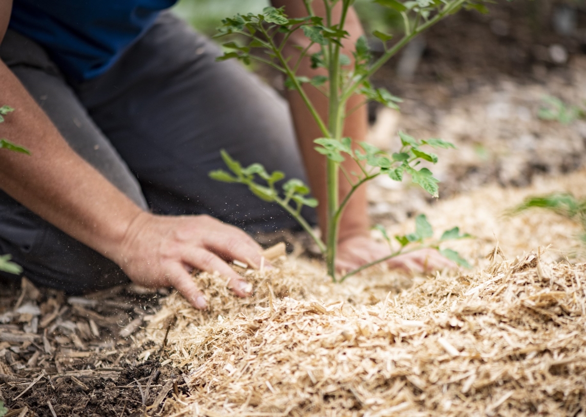 A home gardener mulching around a maturing plant.