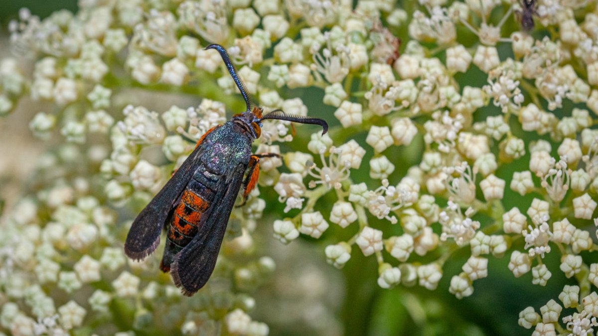 A squash vine borer sits on white flowers.