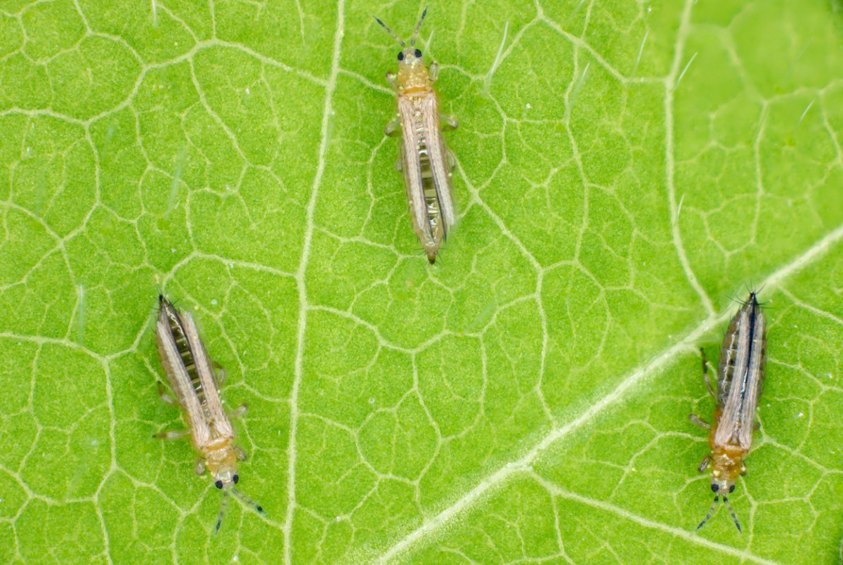 Three thrips on a green leaf.