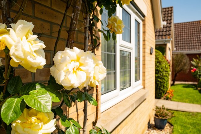 Climbing yellow roses growing near a brick house.