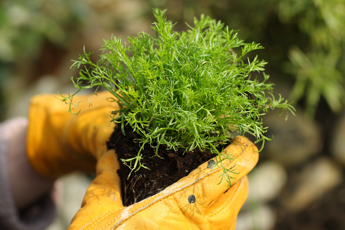 A home gardener planting Roman chamomile in their lawn.