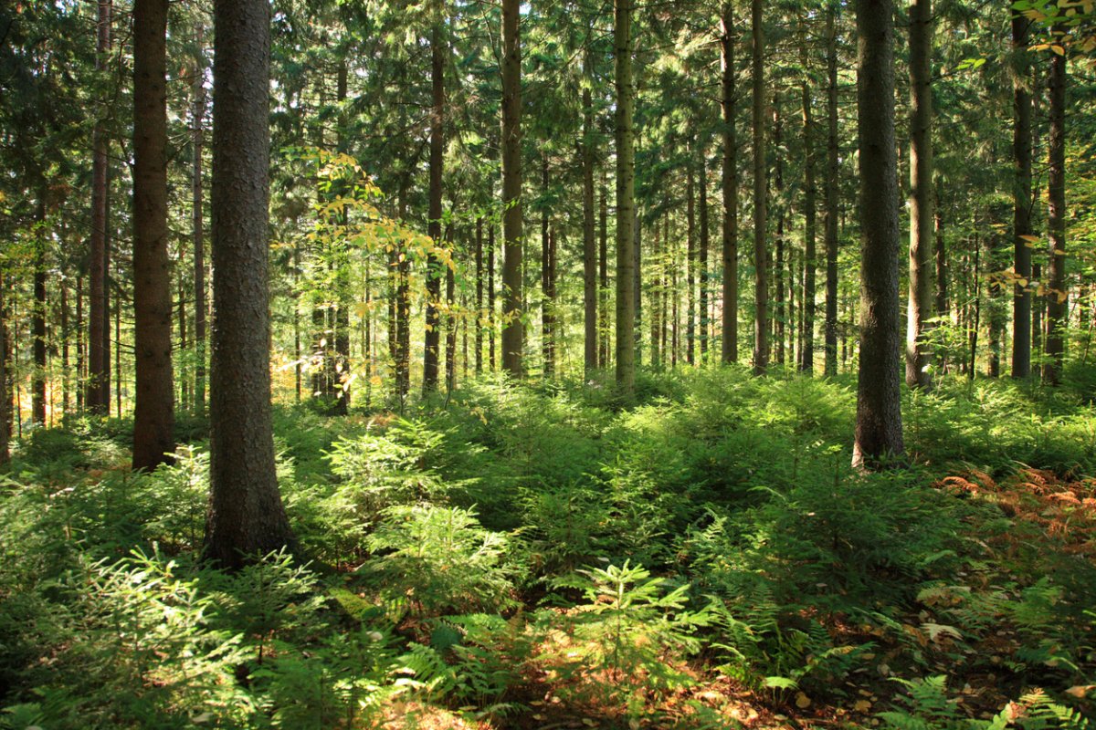 Canopy of tall, straight, maturing pine trees above young short seedlings on the floor of a managed state forest in late afternoon sun.