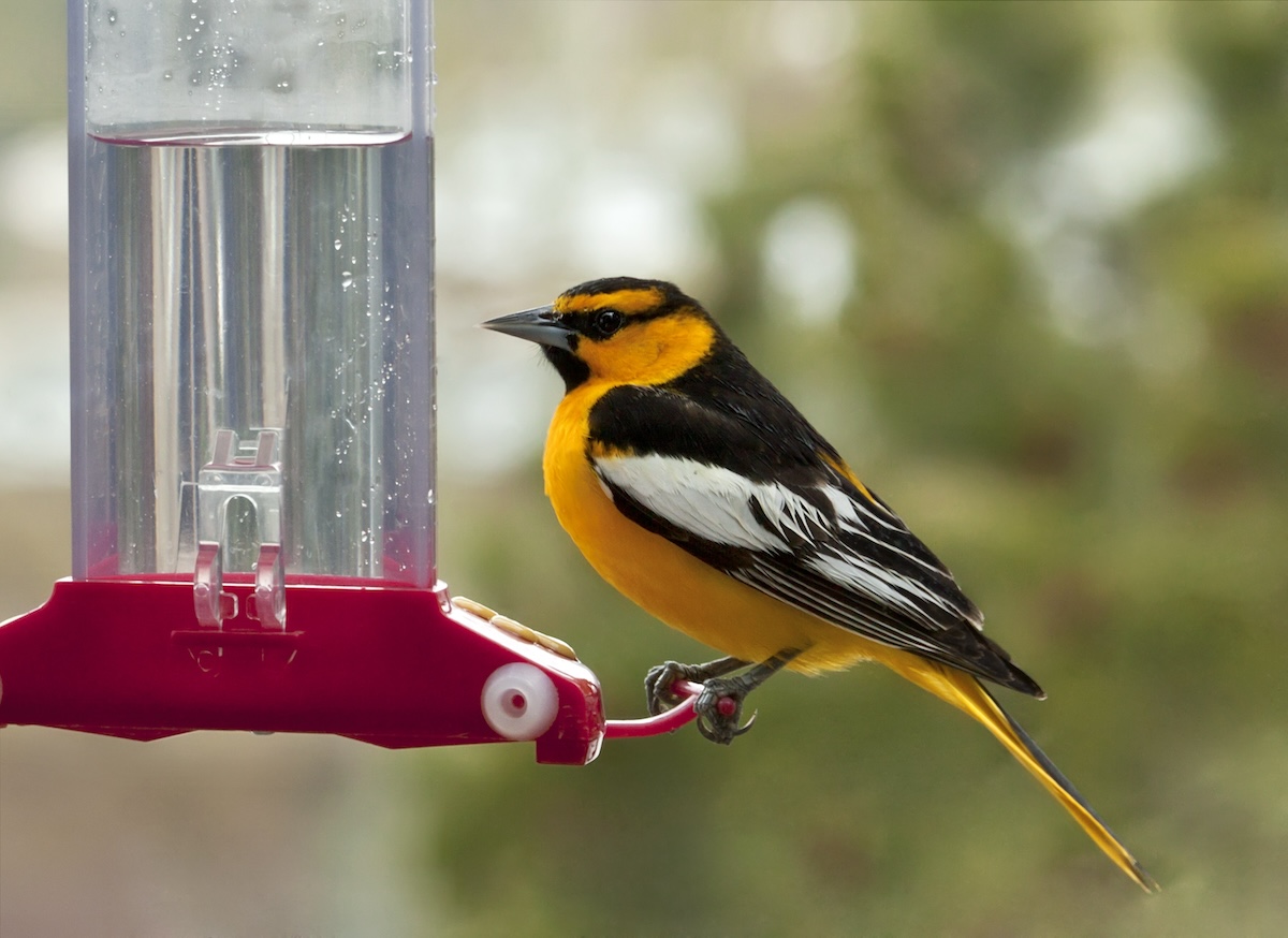 A Bullocks oriole eating nectar from a bird feeder.