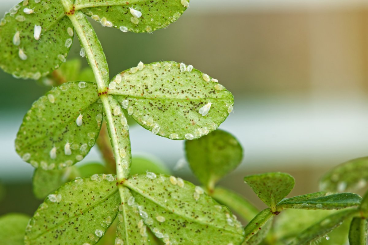 Whiteflies infesting a green plant.