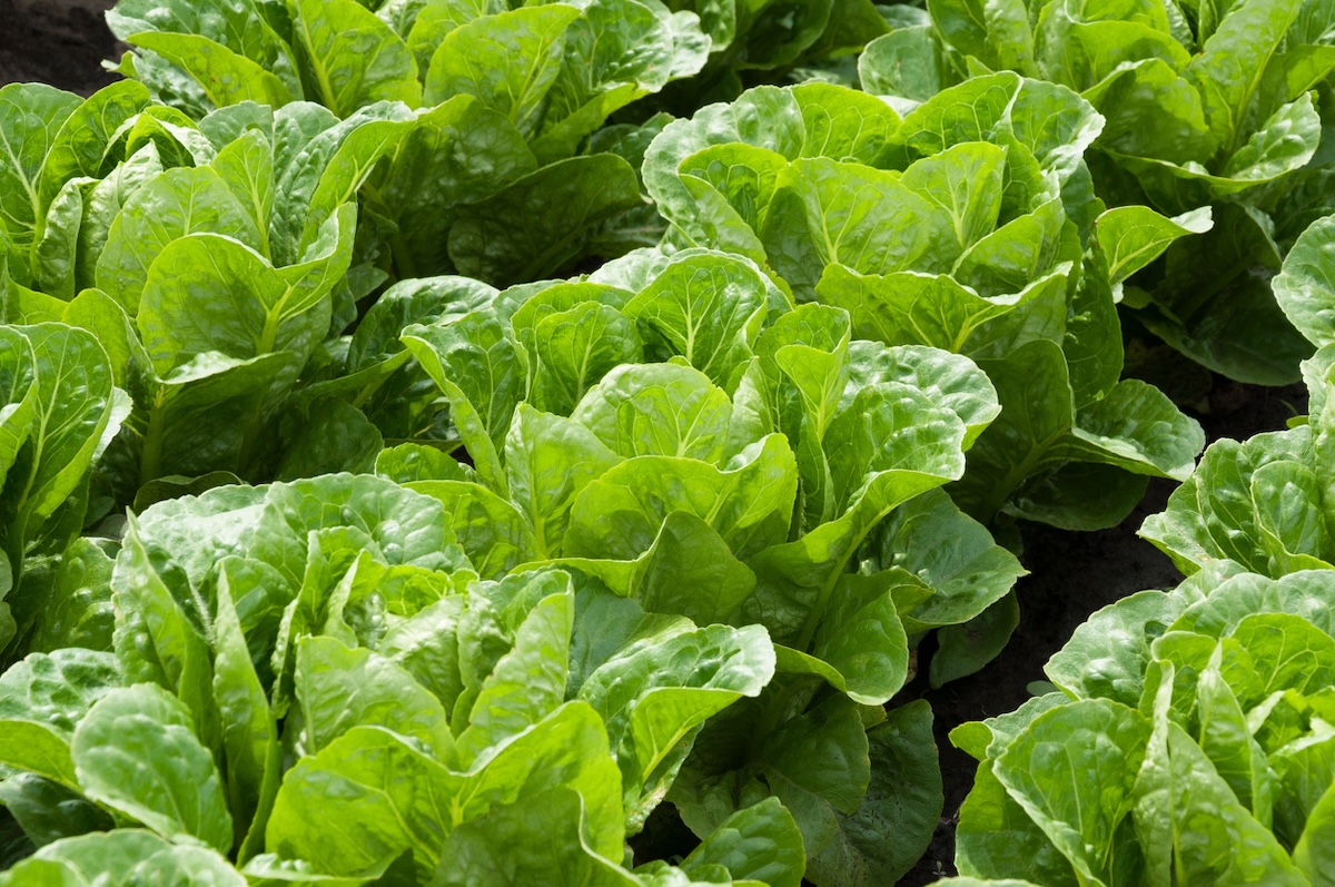 Lettuce growing in a garden row.