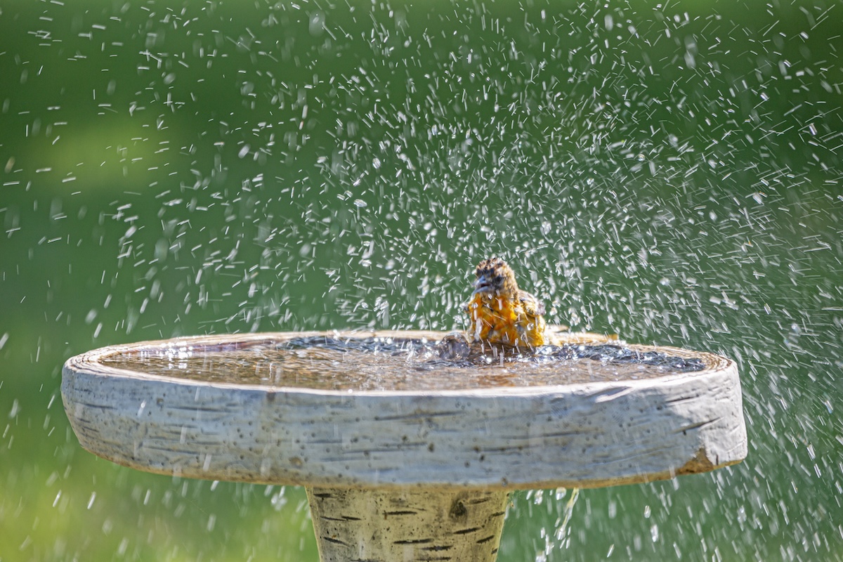 Oriole in birdbath.