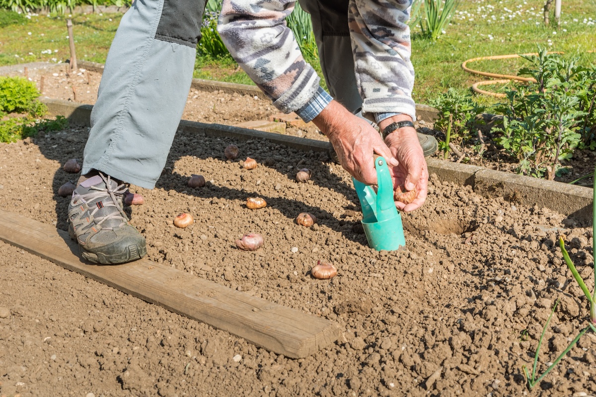 A gardener planting gladiolus bulbs in a freshly tilled garden bed.