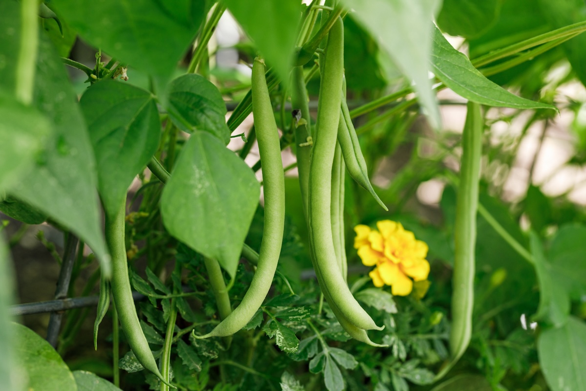 Pole beans growing in garden.