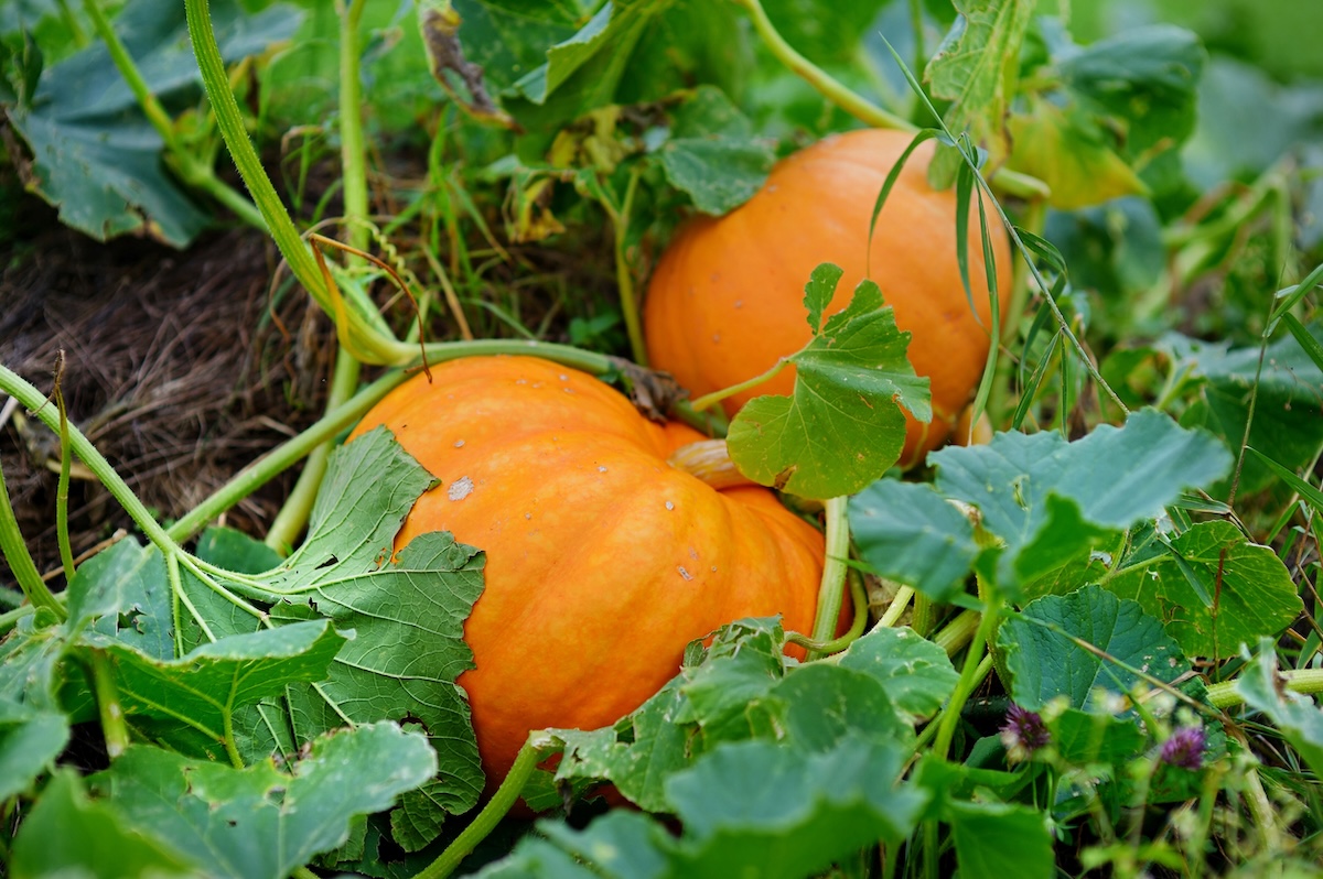 Orange pumpkins growing in the garden.