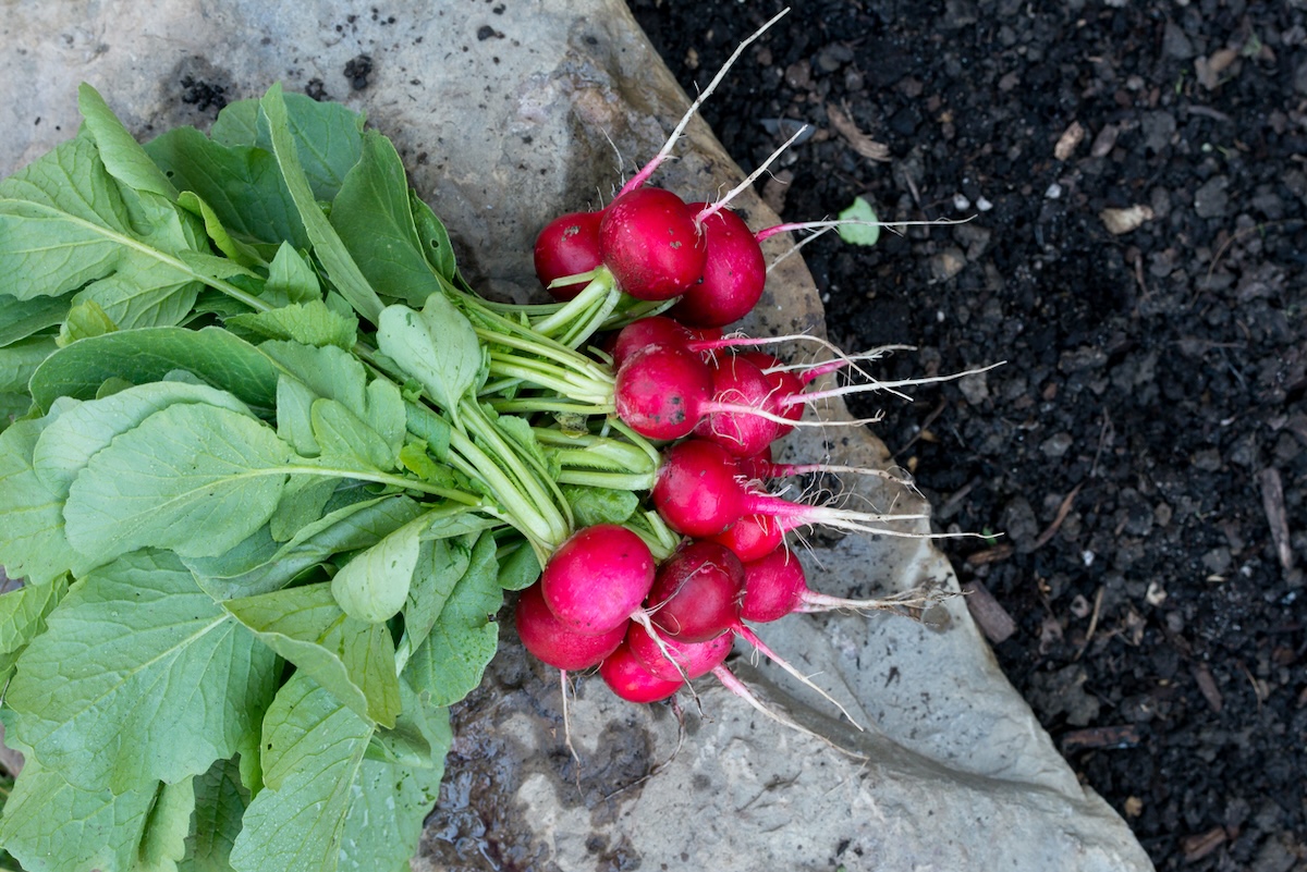 Freshly harvested radish.