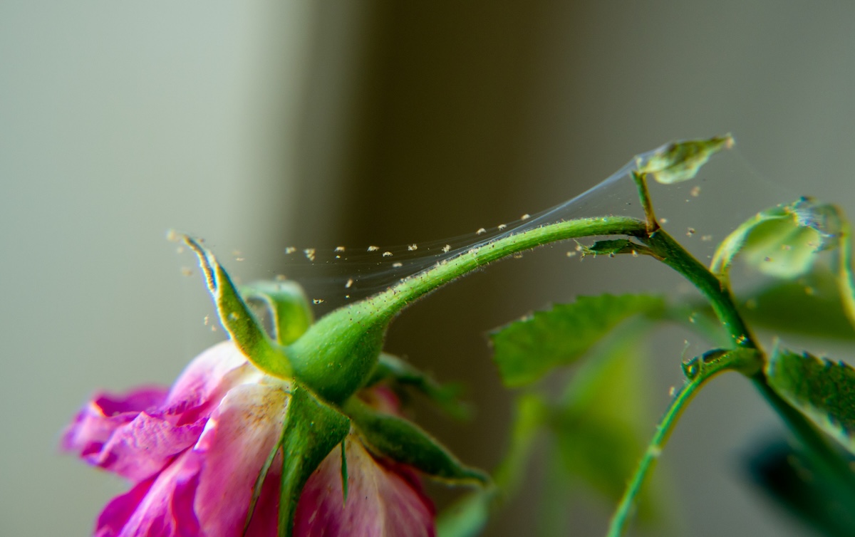 Spider mites on a houseplant with pink flowers.