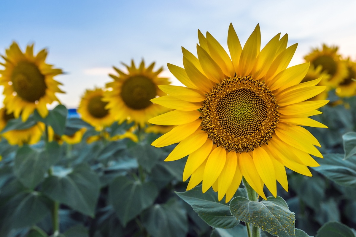 Sunflowers in a row.