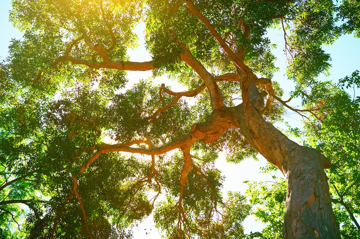 View of tree tops from the ground.