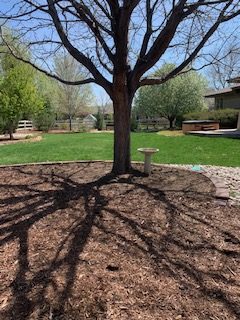 18 Backyard with tree, May 2