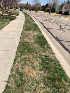 6 Strip in front yard (another view) before treatment, March 30