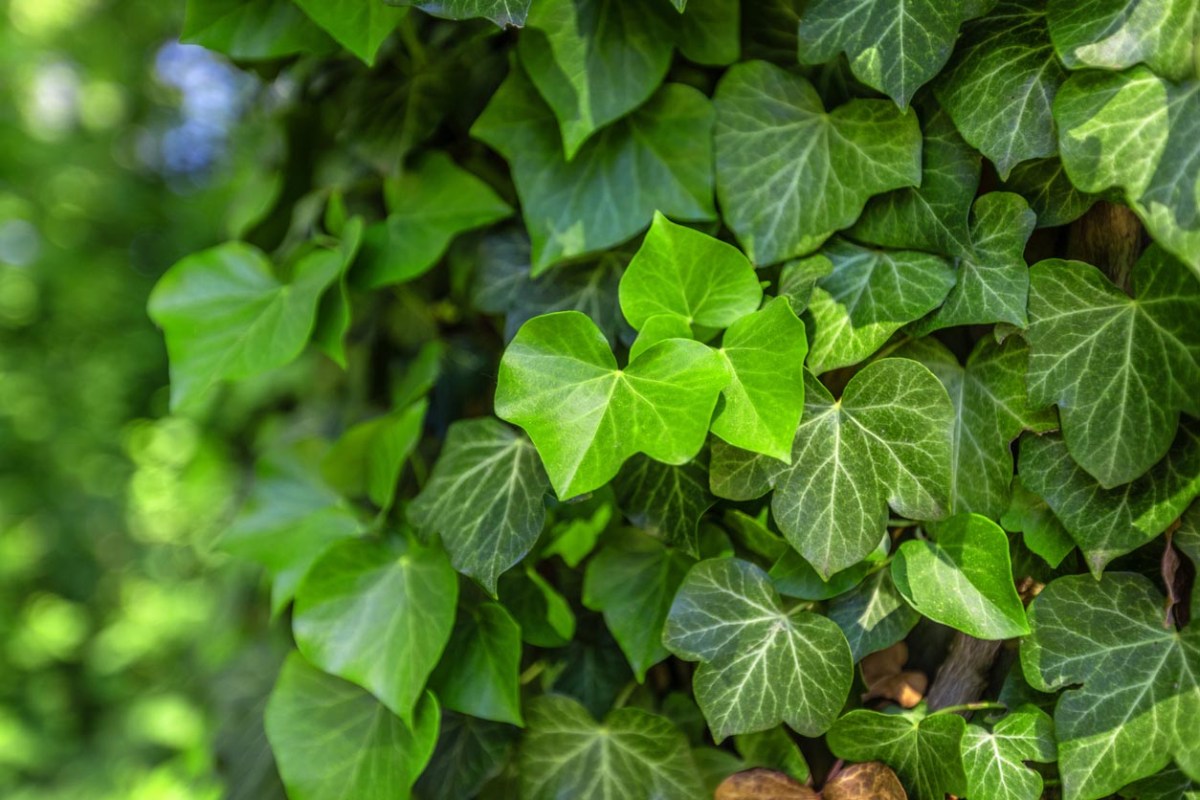 A close up of English ivy.