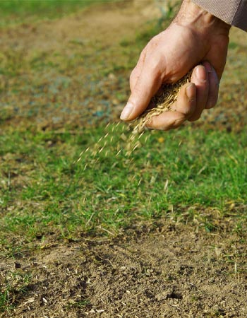 A close up of a hand seeding grass. 