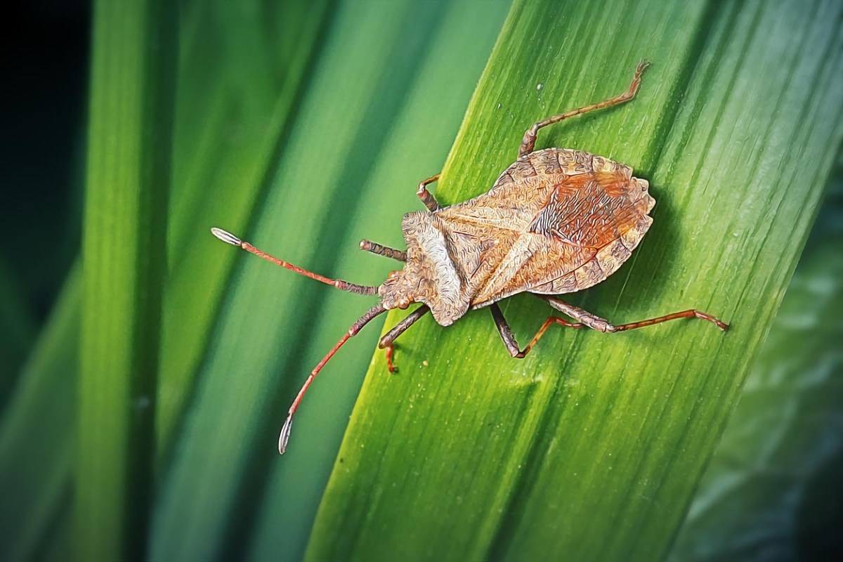 A close up of a brown bug on a leaf.