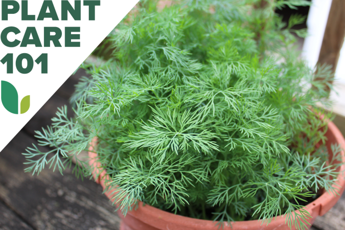 Dill weed growing in a small planter with a graphic overlay that says Plant Care 101.