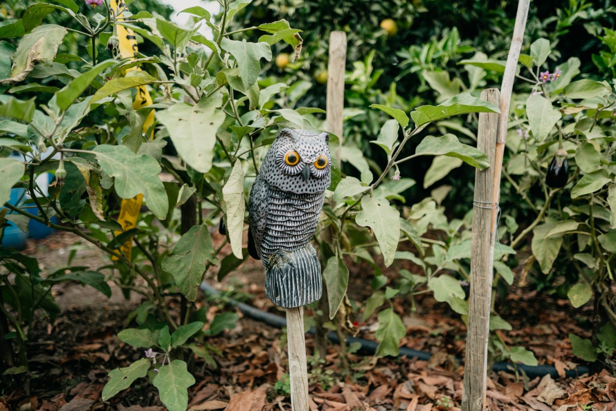 An-owl-decoy-is-set-on-a-wooden-pole-to-protect-garden-produce.