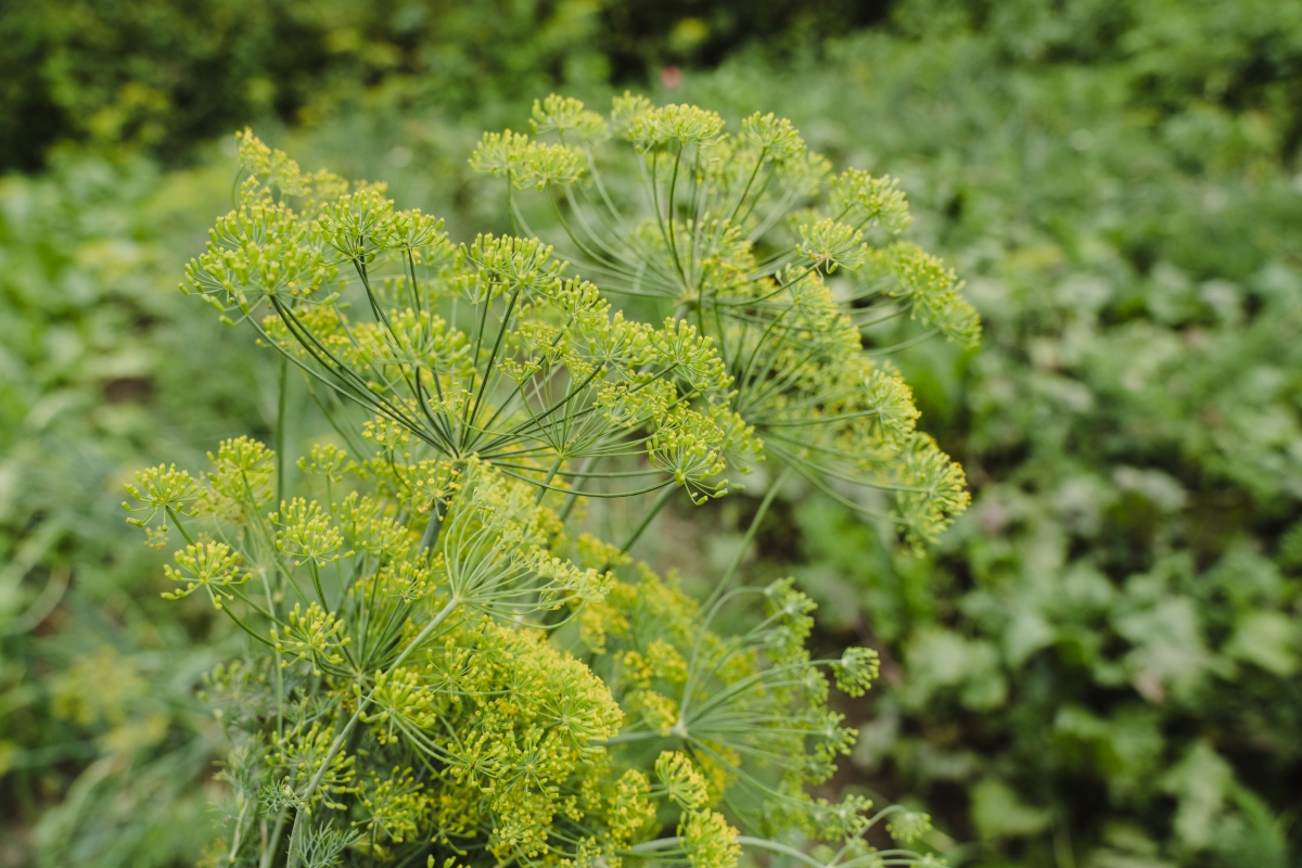 Tall dill plants with yellow flowers.