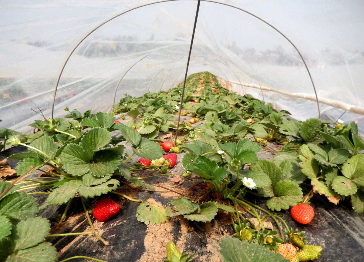 Strawberry-plants-are-protected-by-hoop-cages.