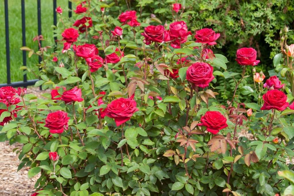 Gifts for People Who Wish They Had a Green Thumb Option Kashmir Rose
