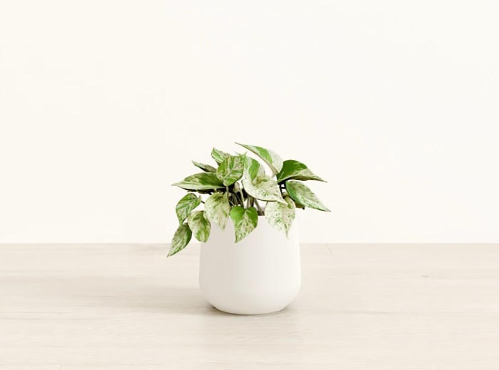 Gifts for People Who Wish They Had a Green Thumb Option Marble Pothos Plant