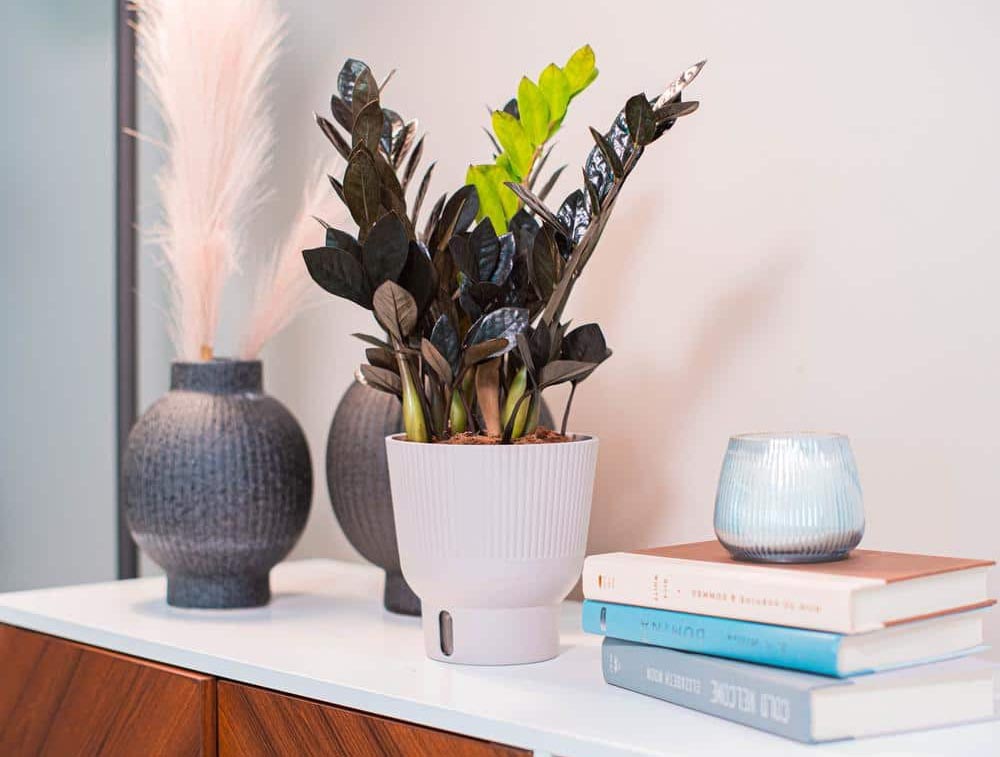 Gifts for People Who Wish They Had a Green Thumb Option Raven ZZ Plant