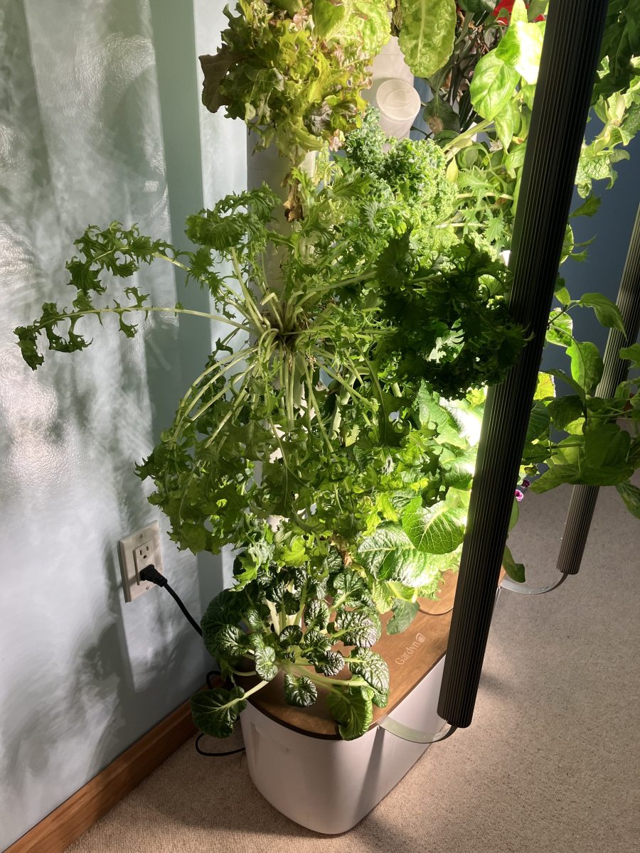 The Gardyn Home Kit 3.0  growing lots of leafy greens during testing.