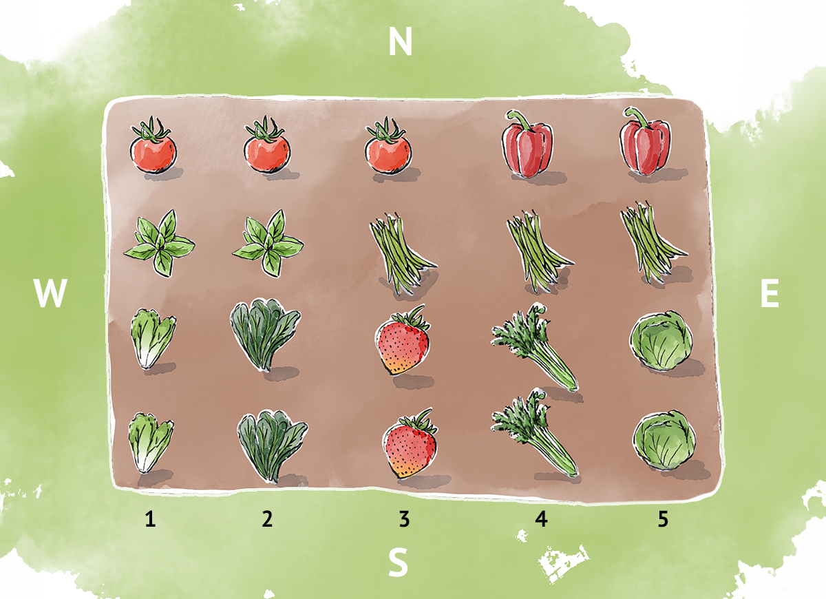 An illustration of an in-ground vegetable garden layout.