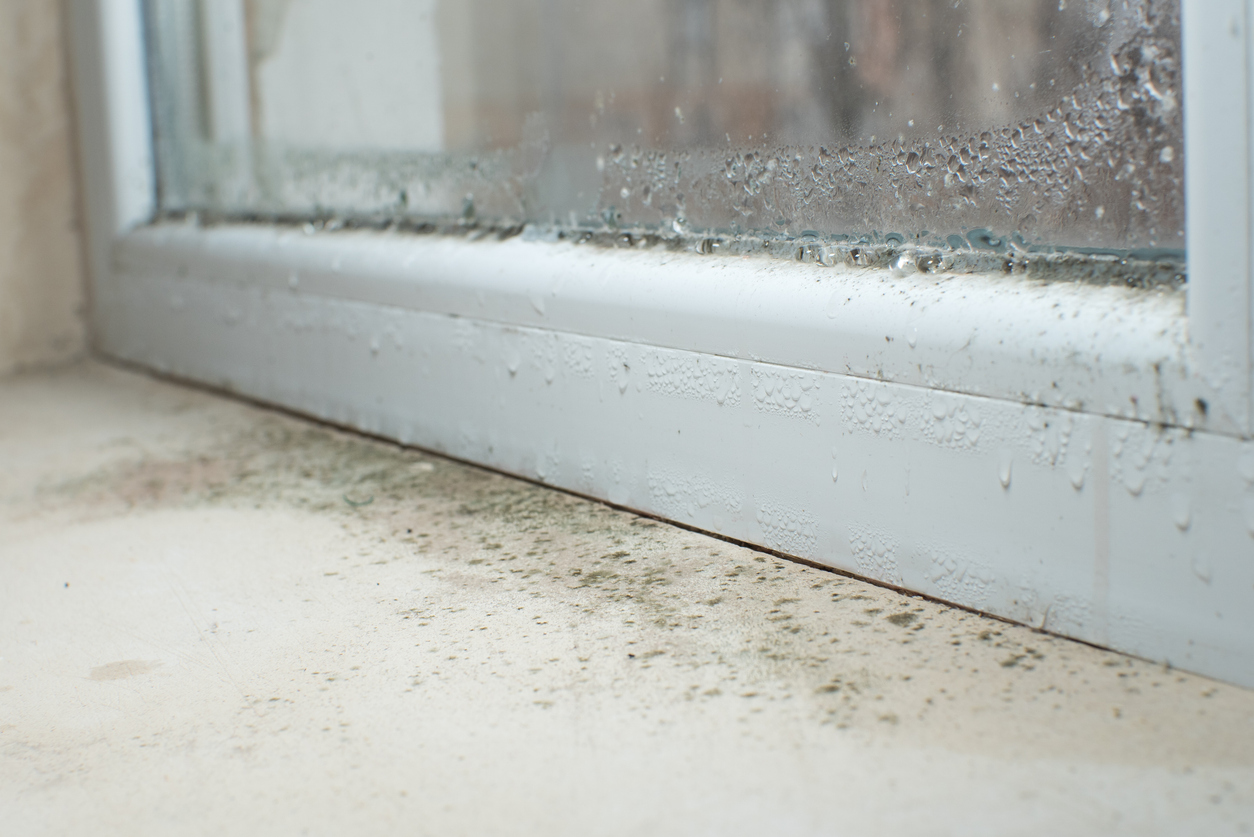 Black mold spores are growing on a dirty window sill due to condensation.