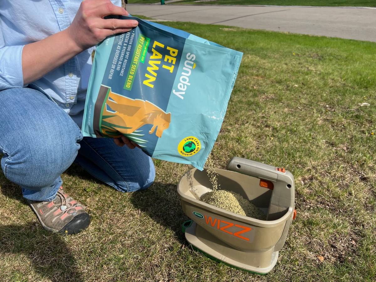 Sunday-lawn-care-subscription-review-overseeding-27