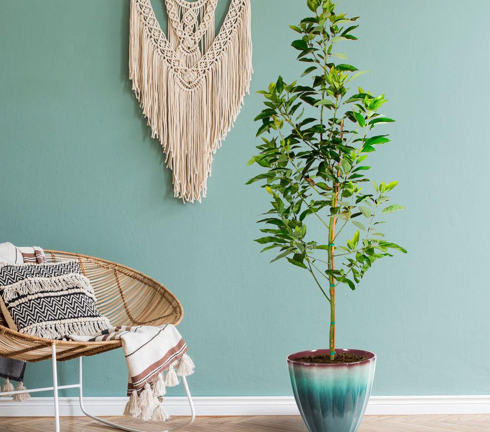 The Best Father's Day Gifts for Plant Pros Option Avocado Tree