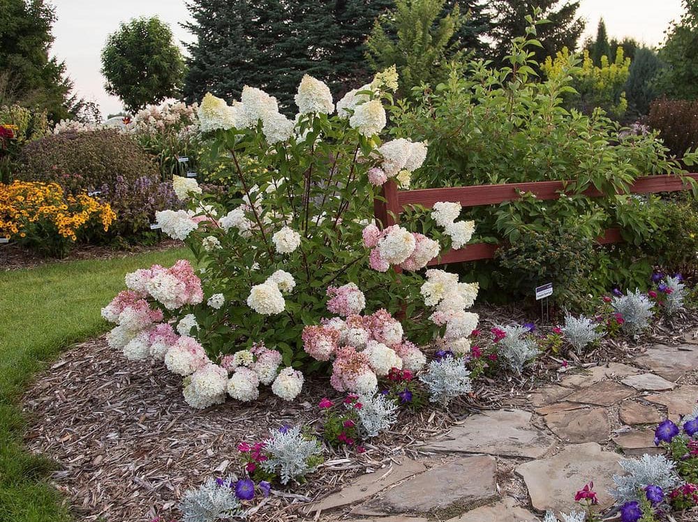 The Best Father's Day Gifts for Plant Pros Option Vanilla Strawberry Panicle Hydrangea