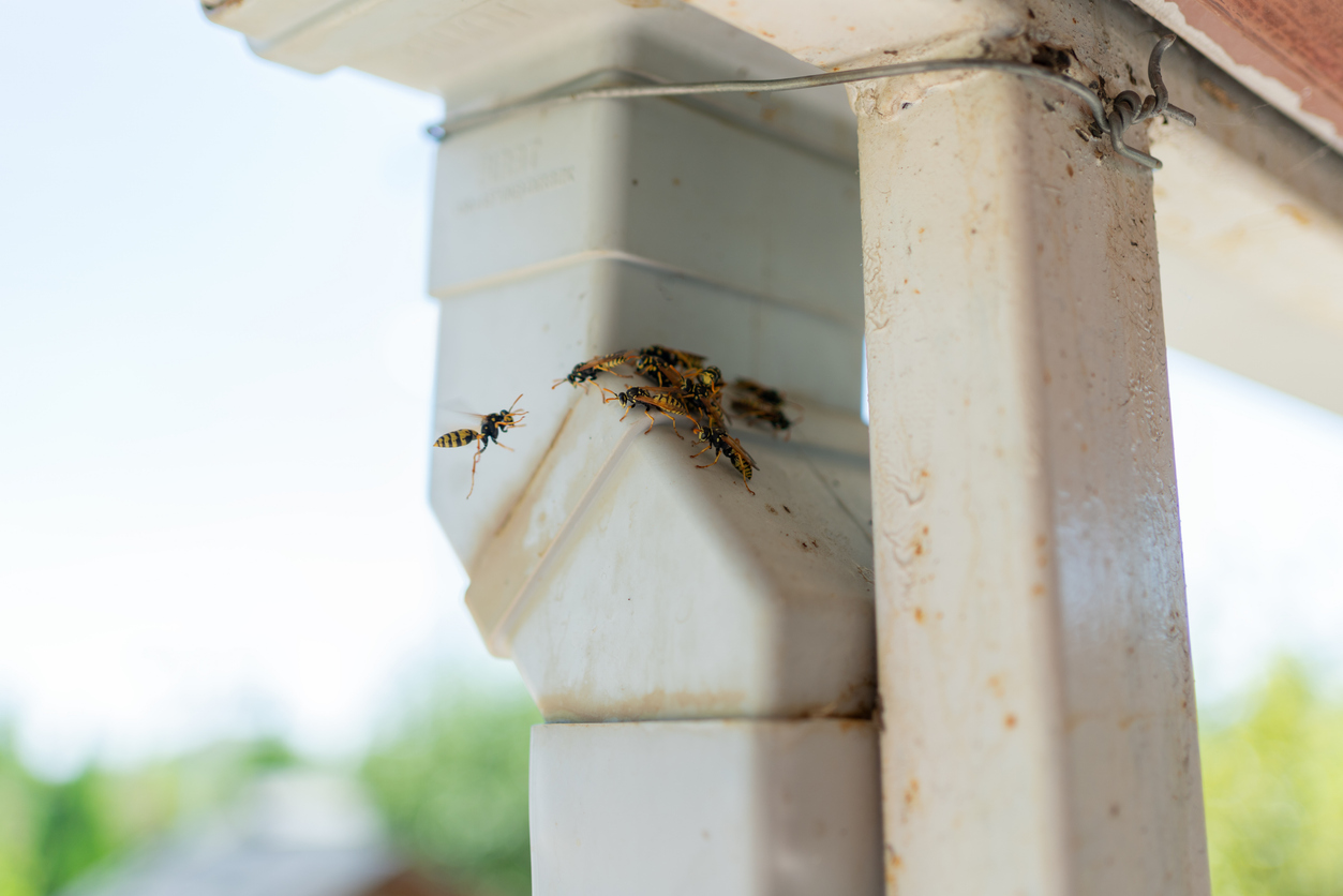 A group of yellow jacket wasps flying and climbing around a home's gutter downspout.