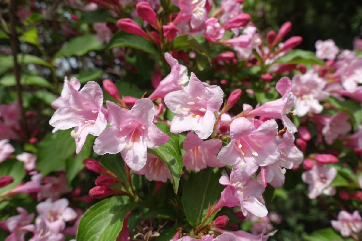 Weigela shrub with light pink flowers.